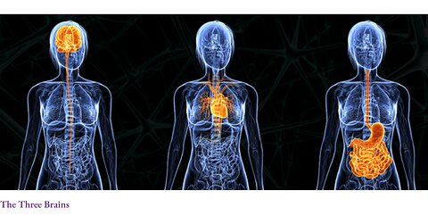 The connection between our three brains