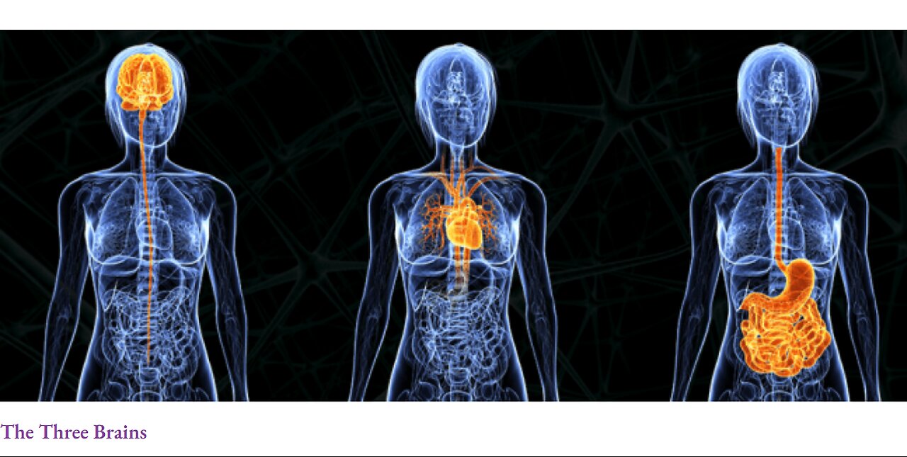 The connection between our three brains