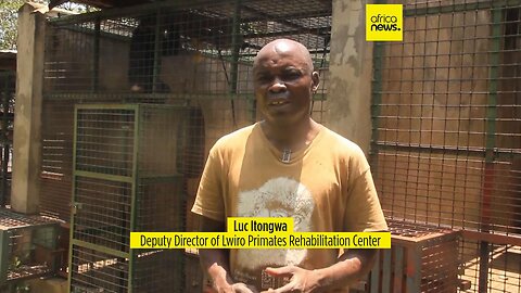 At this primate rehabilitation centre in DRC, keepers are struggling to buy food for the animals
