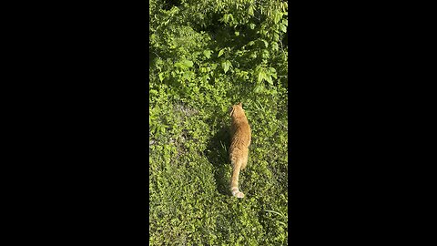 Cat 🐈 in nature.