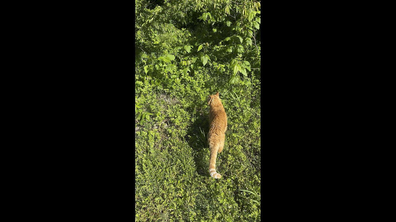 Cat 🐈 in nature.