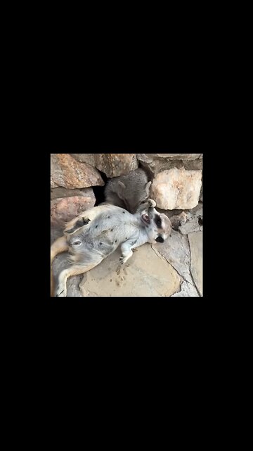 Meerkat that can't resist belly scratches!