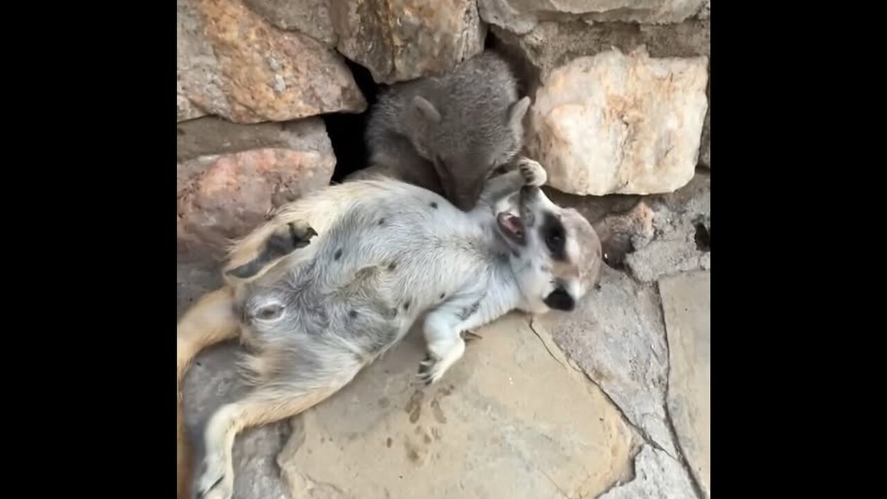 Meerkat that can't resist belly scratches!
