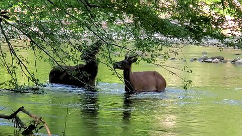 Elk