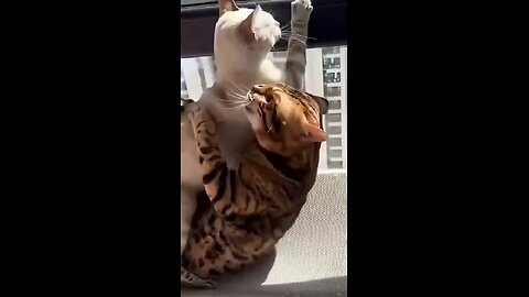 Big cat love!