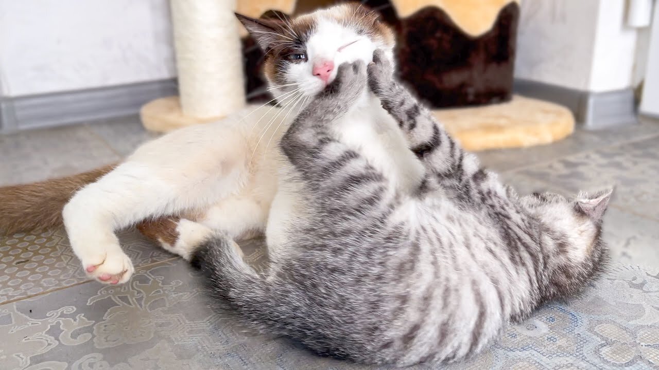 Funny Cat vs Cute Kitten [Try Not To Laugh]