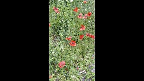 Red poppies in the field
