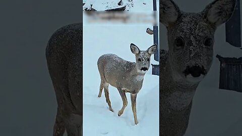 The deers face is frozen and people have saved him