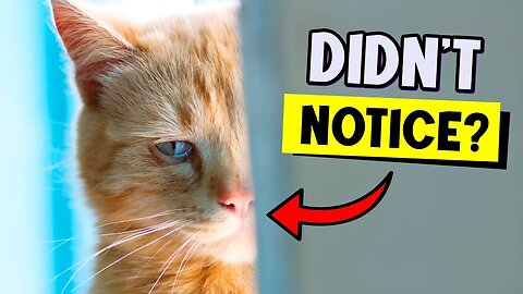 6 Think cat do when the feel unloved