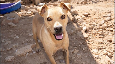 Watch Jarvis realize his rescuer has given him a home, food, and love!