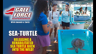 Releasing a Rehabilitated Sea Turtle Back into the Wild!