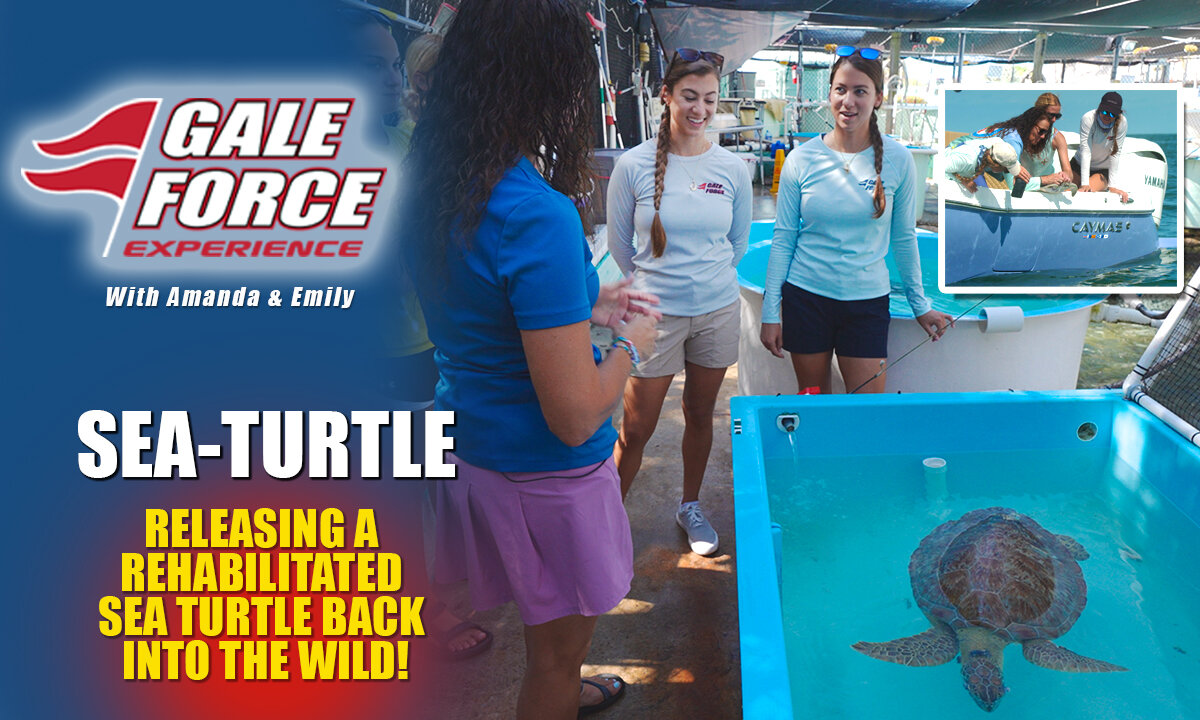 Releasing a Rehabilitated Sea Turtle Back into the Wild!