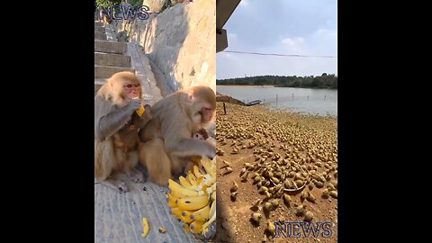 A bunch of ducklings are together. Meanwhile, a girl is giving a banana to a monkey.