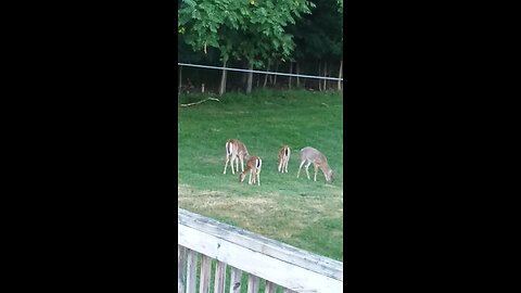 deer