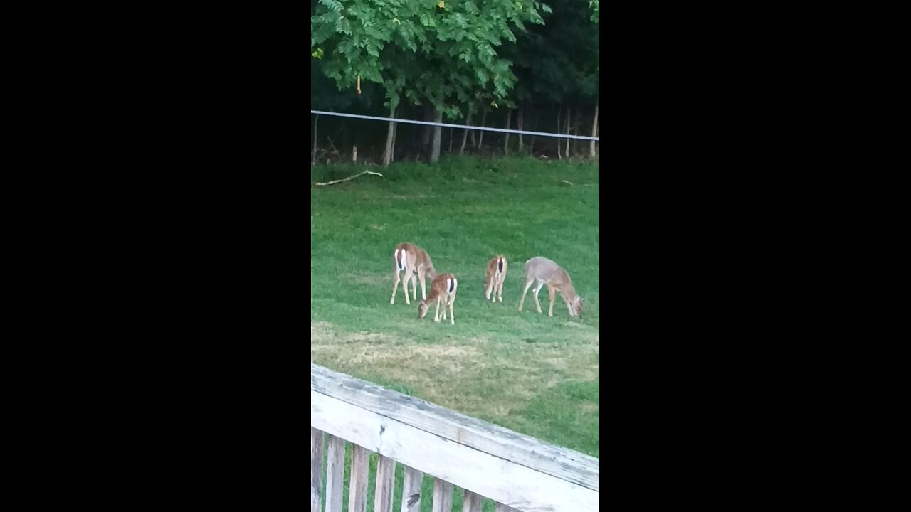 deer