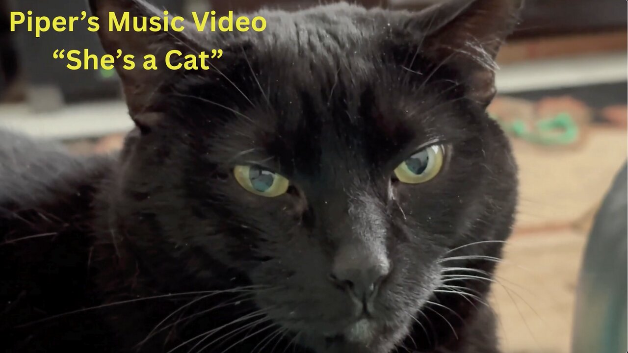 Cute Precious Piper Has a Music Video "She's a Cat" -Adopting a Cat from a Shelter Vlog