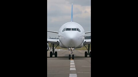 kitten hijacked a plane