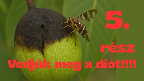 ⚠️🐛 🪰 5. rész!!! Támadnak a Dióburok fúró-legyek! Védjük meg a diót a Nyugati dióburok-fúrólégytől!!