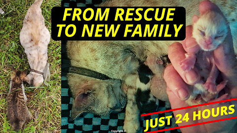 Pregnant cat gives birth just 24 hours after her rescue #kittens #Irish #catgivesbirth