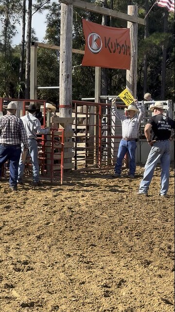 Mutton busting kid’s iron grip on sheep