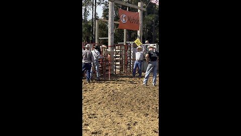 Mutton busting kid’s iron grip on sheep