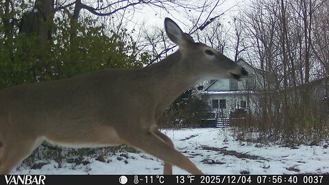 Deer Cam Photos December 2025 First Snow Of The Season Game Cam Trail Camera