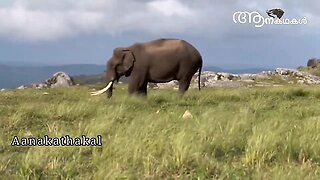 വില്ലനും നായകനും ആയ കാട്ടാനകൾ _ Gopalaswamy hills bandipur elephant _ Chakkakomban elephant attack