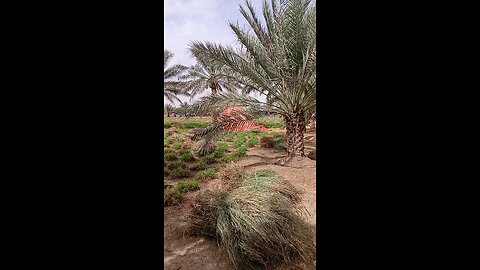 my farm house dubai