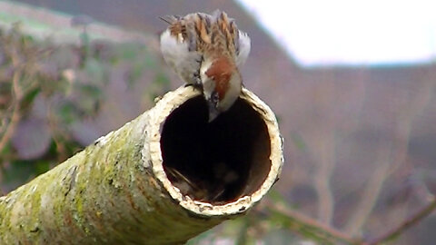 IECV NV #761 - 👀 Male House Sparrow Watching The Nest For The Wife 🐤 3-14-2019