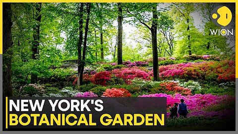 Immersive Experience At New York Botanical Garden, Step Into Van Gogh's Colourful Universe | WION