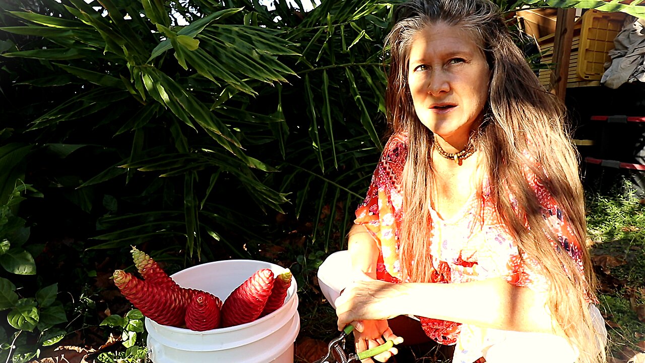 Shampoo Ginger Flower Collection Homesteading In Florida With Heidi Rose And Alexander
