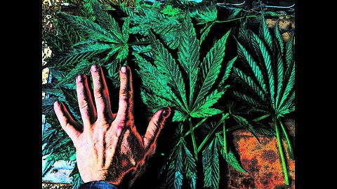 Trump considering Marijuana re-scheduling?!