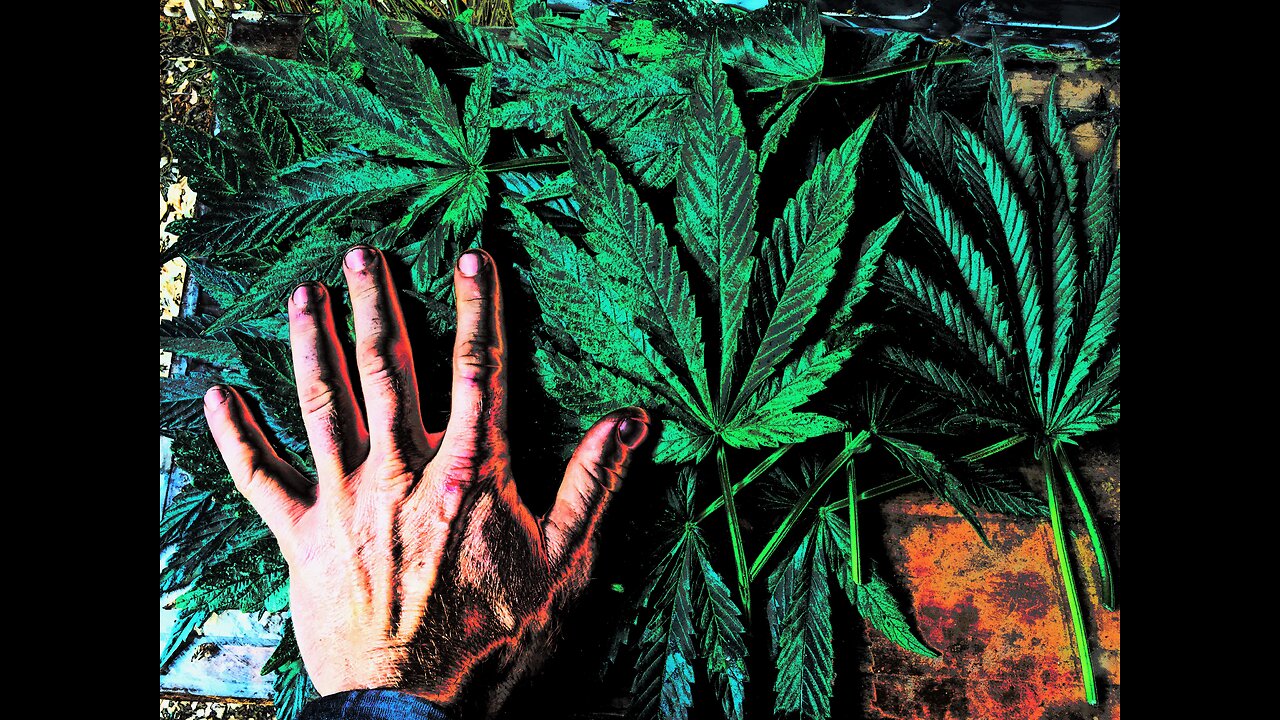 Trump considering Marijuana re-scheduling?!