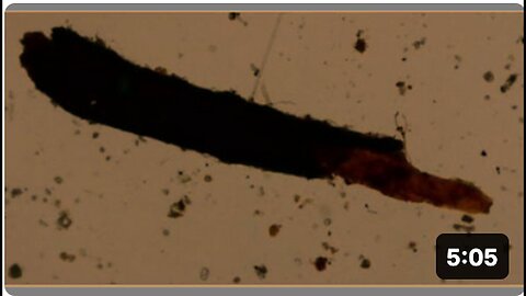 "What is Found in Rain when Magnified 1000 Times?"