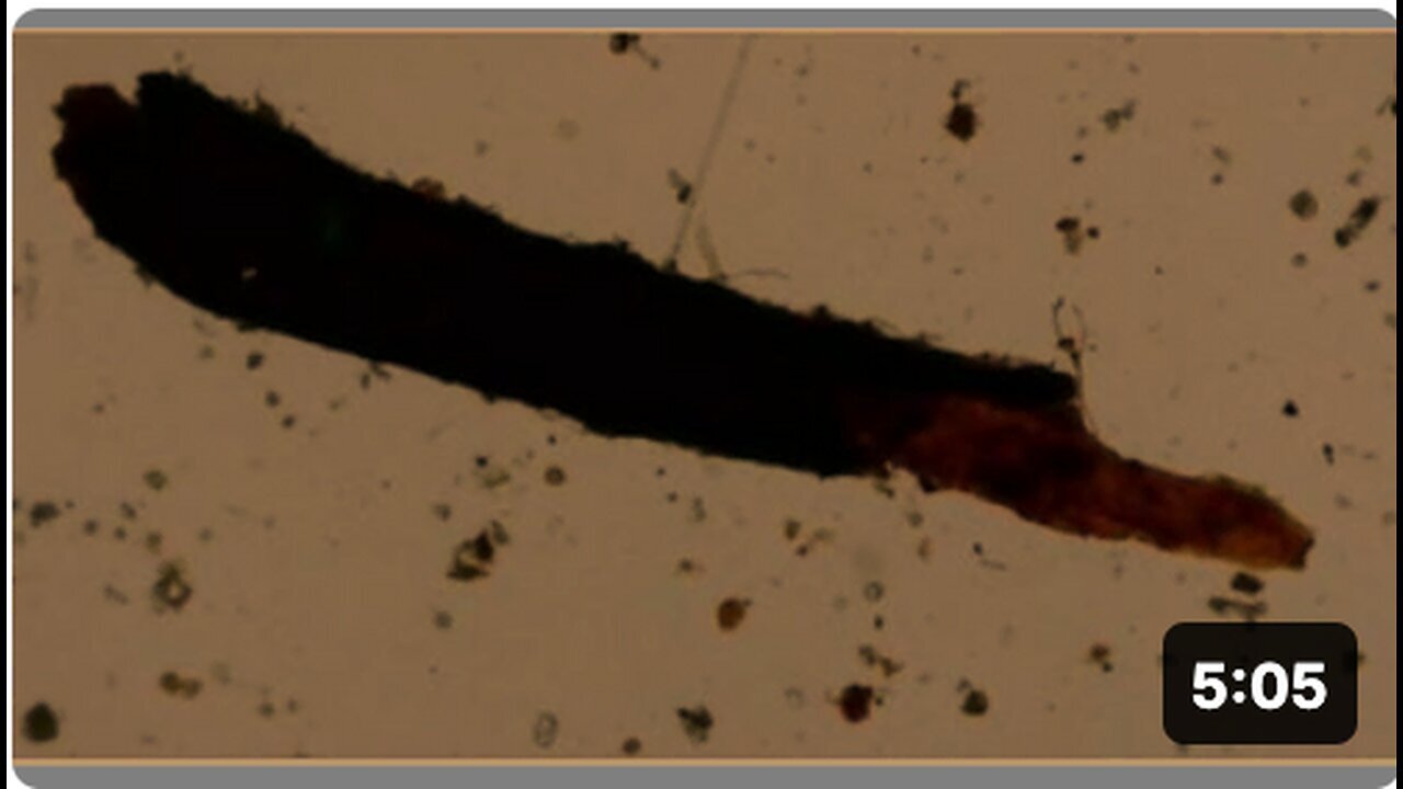"What is Found in Rain when Magnified 1000 Times?"