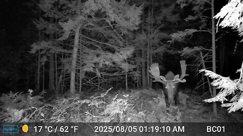 Moose Aug 05-2025