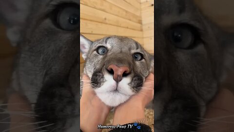 Furry Funsize: Compact Comedy! 🐾😄
