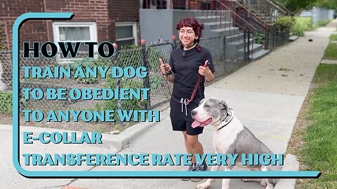 How To Train Any Dog To Be Obedient To Anyone With E-Collar, Transference Rate Very High