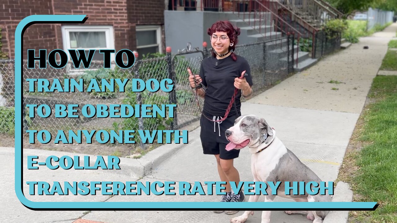 How To Train Any Dog To Be Obedient To Anyone With E-Collar, Transference Rate Very High