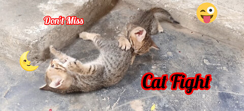 Funny & Adorable Cats Compilation 😻 Must Watch!