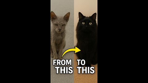 ✨ From abandoned and without hope… to a true feline prince! 🐾💙