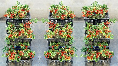 The easiest and most fruitful way to grow tomatoes at home for beginners