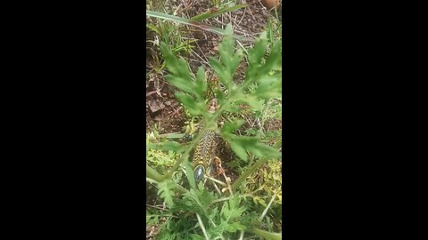 Majestic locust