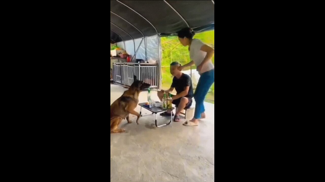 Hangout with dog