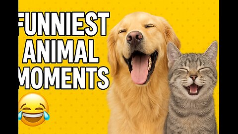 “Funniest Animal Moments 😂