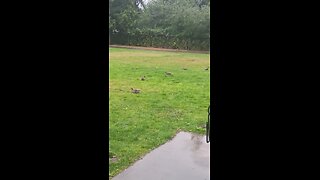 DUCKS HUNTING FOR WORMS IN THE RAIN 🌧