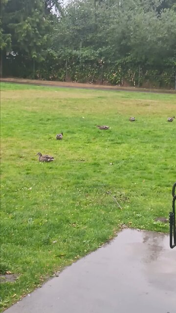 DUCKS HUNTING FOR WORMS IN THE RAIN 🌧