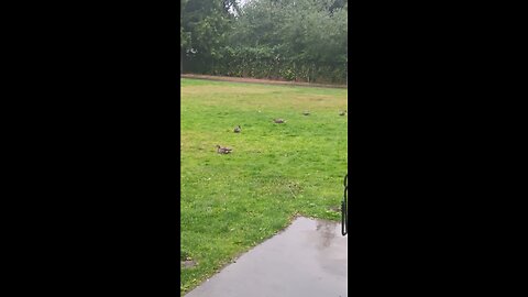 DUCKS HUNTING FOR WORMS IN THE RAIN 🌧