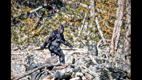 Bigfoot Revealed