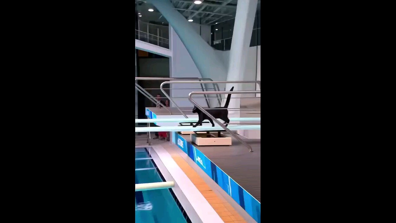cat action
